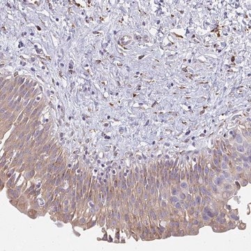 Anti-SHROOM1 antibody produced in rabbit Prestige Antibodies&#174; Powered by Atlas Antibodies, affinity isolated antibody, buffered aqueous glycerol solution