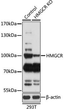 Anti-HMGCR antibody produced in rabbit