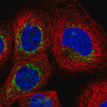 Anti-BCL2L13 antibody produced in rabbit Prestige Antibodies&#174; Powered by Atlas Antibodies, affinity isolated antibody