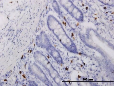 Monoclonal Anti-ALOX15 antibody produced in mouse clone 3D8, purified immunoglobulin, buffered aqueous solution