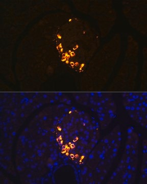 Anti-GLP-2 Antibody, clone 3K3P5, Rabbit Monoclonal