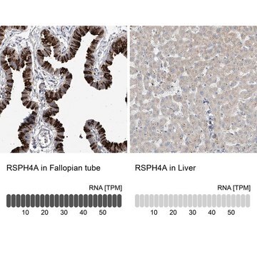 Anti-RSPH4A antibody produced in rabbit Prestige Antibodies&#174; Powered by Atlas Antibodies, affinity isolated antibody, buffered aqueous glycerol solution