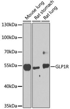 Anti-GLP1R antibody produced in rabbit