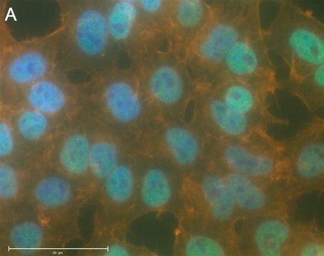 Anti-p-I&#954;B&#945;-Ser32 Antibody, clone 11D19 ZooMAb&#174; Rabbit Monoclonal recombinant, expressed in HEK 293 cells