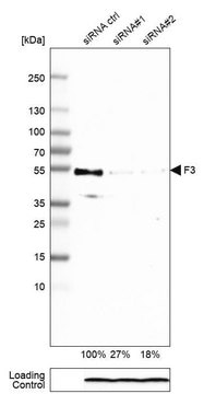 Monoclonal Anti-F3 antibody produced in mouse Prestige Antibodies&#174; Powered by Atlas Antibodies, clone CL3805, purified immunoglobulin, buffered aqueous glycerol solution