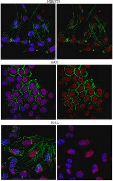 Anti-mRNA-capping enzyme Antibody from rabbit, purified by affinity chromatography