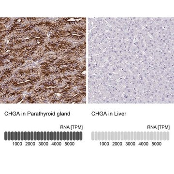 Anti-CHGA antibody produced in rabbit Prestige Antibodies&#174; Powered by Atlas Antibodies, affinity isolated antibody, buffered aqueous glycerol solution