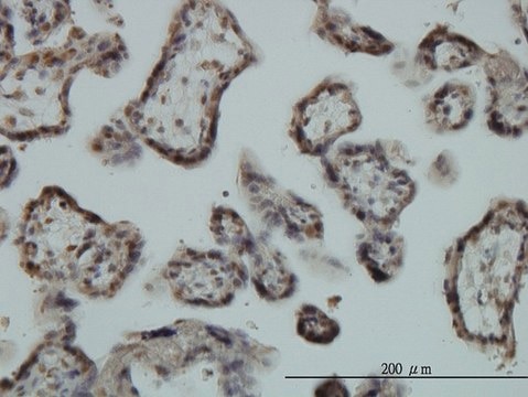 Monoclonal Anti-EGR1 antibody produced in mouse clone 6E8, purified immunoglobulin, buffered aqueous solution