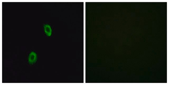 Anti-OR1D2 antibody produced in rabbit affinity isolated antibody