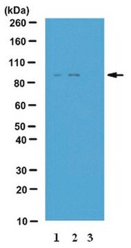 Anti-phospho-IKK-epsilon (Ser172) Antibody from rabbit, purified by affinity chromatography