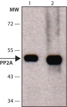 Anti-PP2A subunit B isoform PR55-&#945; antibody, Mouse monoclonal clone 2G9, purified from hybridoma cell culture