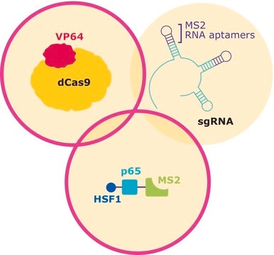 SAM CRISPRa Helper Construct Kit Lentiviral Transduction Particles