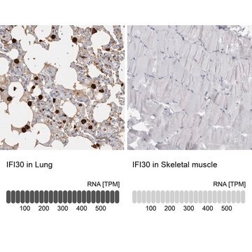 Anti-IFI30 antibody produced in rabbit Prestige Antibodies&#174; Powered by Atlas Antibodies, affinity isolated antibody, buffered aqueous glycerol solution