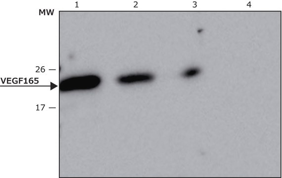 Anti-VEGF165 antibody, Mouse monoclonal clone VG-20, purified from hybridoma cell culture