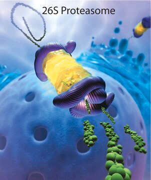 20S Proteasome Fraction from rabbit &#8805;95% (SDS-PAGE), solution