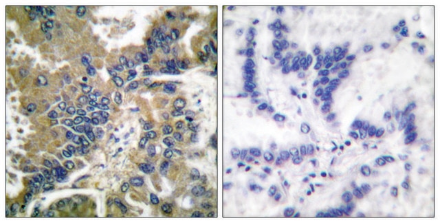 Anti-CASP-1 (Cleaved-Asp210) antibody produced in rabbit affinity isolated antibody