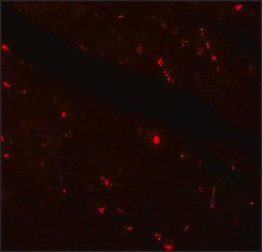 Anti-KLOTHO antibody produced in rabbit affinity isolated antibody, buffered aqueous solution