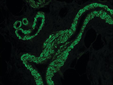 Anti-Mouse IgG (Fab specific) F(ab&#8242;)2 fragment–FITC antibody produced in goat flow cytometry grade, affinity isolated antibody, buffered aqueous solution