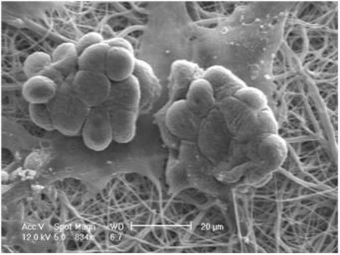 Nanofiber multiwell plate inserts, with random oriented nanofibers for 6 well plates