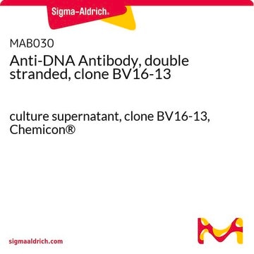 Anti-DNA Antibody, double stranded, clone BV16-13 culture supernatant, clone BV16-13, Chemicon&#174;