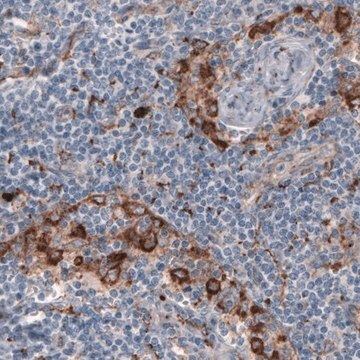 Monoclonal Anti-FCGRT antibody produced in mouse Prestige Antibodies&#174; Powered by Atlas Antibodies, clone CL3640, purified immunoglobulin, buffered aqueous solution