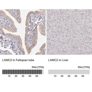 Monoclonal Anti-LAMC2 antibody produced in mouse Prestige Antibodies&#174; Powered by Atlas Antibodies, clone CL2980, purified immunoglobulin, buffered aqueous glycerol solution