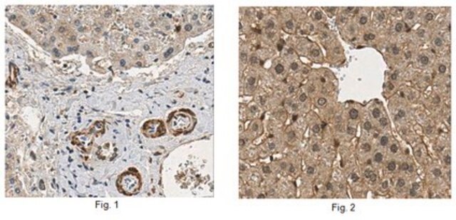 Anti-Interferon Lambda 4, clone 4G1 Antibody clone 4G1, 1&#160;mg/mL, from mouse