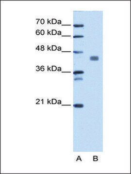 Anti-PDHA1 (AB2) antibody produced in rabbit IgG fraction of antiserum