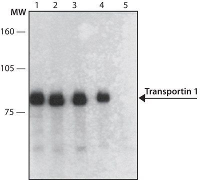 Anti-Transportin 1 antibody, Mouse monoclonal clone D45, purified from hybridoma cell culture