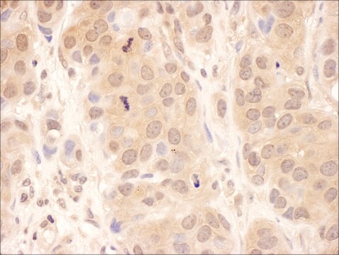 Rabbit anti-USP8 Antibody, Affinity Purified Powered by Bethyl Laboratories, Inc.