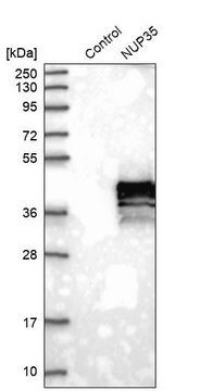 Anti-NUP35 antibody produced in rabbit Prestige Antibodies&#174; Powered by Atlas Antibodies, affinity isolated antibody, buffered aqueous glycerol solution