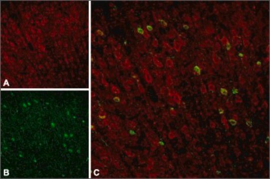 Anti-Sortilin antibody produced in rabbit lyophilized powder, affinity isolated antibody