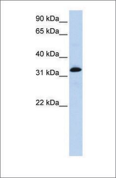 Anti-TNNT2 antibody produced in rabbit affinity isolated antibody