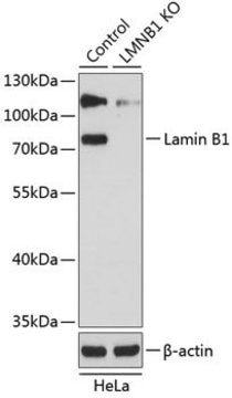 Anti-Lamin antibody produced in rabbit