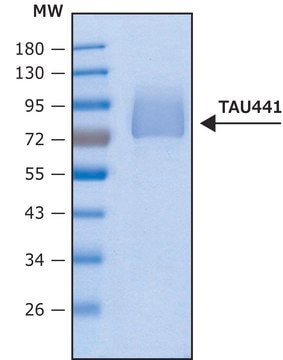 Tau-441 human recombinant, lyophilized powder, expressed in HEK 293 cells, &#8805;95% (SDS-PAGE)