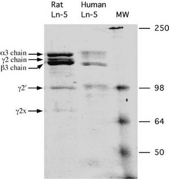 Rat Laminin-5