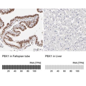 Anti-PBX1 antibody produced in rabbit Prestige Antibodies&#174; Powered by Atlas Antibodies, affinity isolated antibody, buffered aqueous glycerol solution