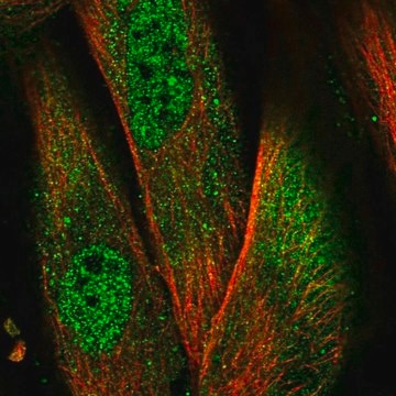 Anti-NLRP1 antibody produced in rabbit Prestige Antibodies&#174; Powered by Atlas Antibodies, affinity isolated antibody