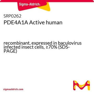 PDE4A1A Active human recombinant, expressed in baculovirus infected insect cells, &#8805;70% (SDS-PAGE)