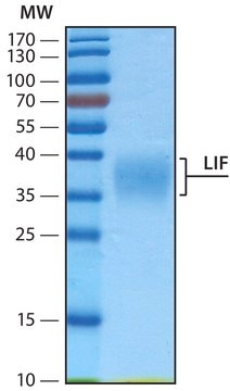 Leukemia Inhibitory Factor human, recombinant, expressed in HEK 293 cells