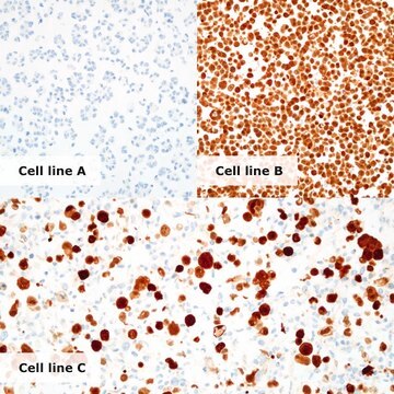 HPV/p16 Analyte Control Cell line controls for immunohistochemistry and in situ hybridization