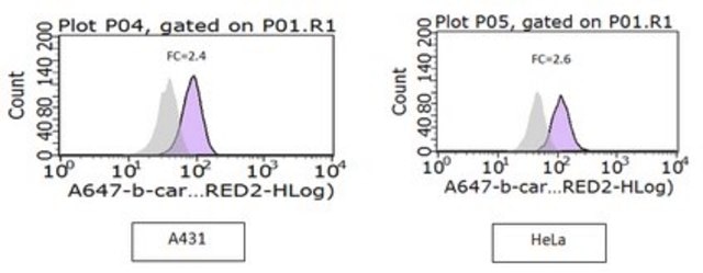 Anti-Active-&#946;-Catenin Antibody, clone 8E7, Alexa Fluor&#8482; 647 clone 8E7, from mouse, ALEXA FLUOR&#8482; 647