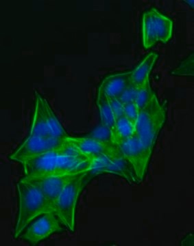 N27-A Rat Dopaminergic Neural Cell Line N27-A rat dopaminergic neural cell line is a suitable model for Parkinson&#8217;s disease research.