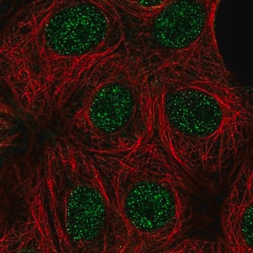 Anti-CCNK antibody produced in rabbit Prestige Antibodies&#174; Powered by Atlas Antibodies, affinity isolated antibody, buffered aqueous glycerol solution