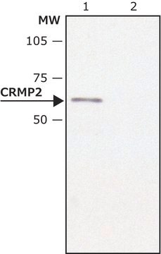 Anti-CRMP2 antibody produced in rabbit ~1.0&#160;mg/mL, affinity isolated antibody, buffered aqueous solution