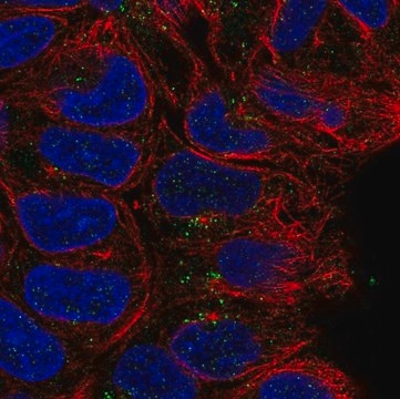 Anti-CD24 antibody produced in rabbit Prestige Antibodies&#174; Powered by Atlas Antibodies, affinity isolated antibody