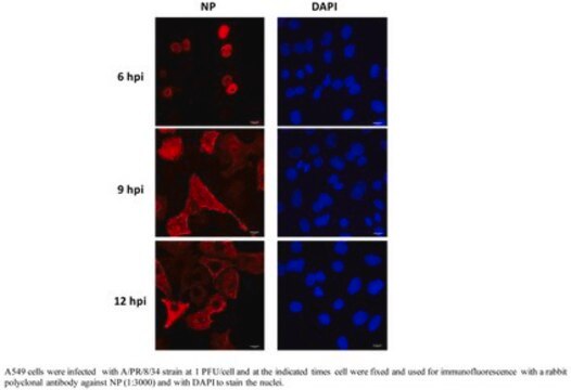 Anti-Influenza A nucleoprotein serum, from rabbit