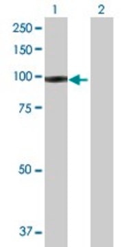 Anti-IFI16 antibody produced in rabbit purified immunoglobulin, buffered aqueous solution