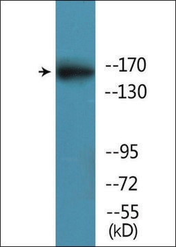 Anti-phospho-FANCD2 (pSer222) antibody produced in rabbit affinity isolated antibody