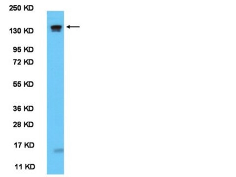 Anti-mPER1 (residues 6-21) Antibody serum, from rabbit